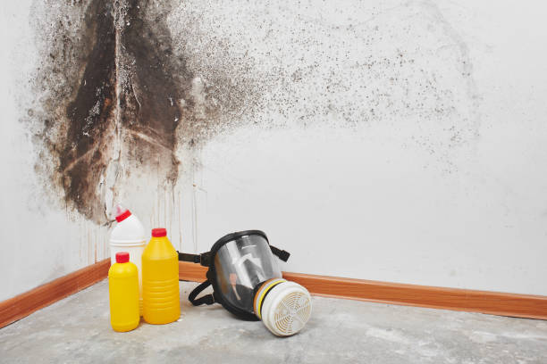 Best Toxic Mold Removal  in Greens Farms, CT