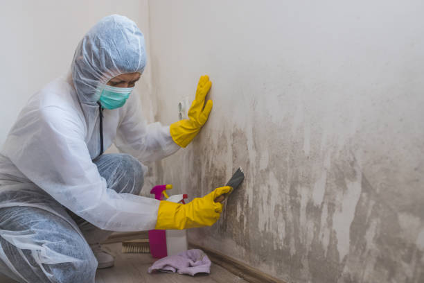 Best Professional Mold Removal  in Greens Farms, CT