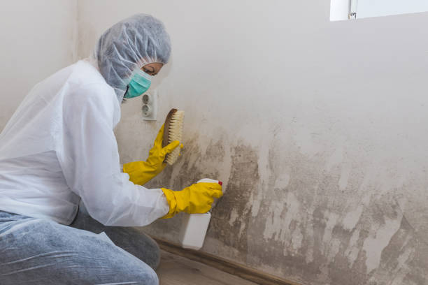 Best Toxic Mold Removal  in Greens Farms, CT