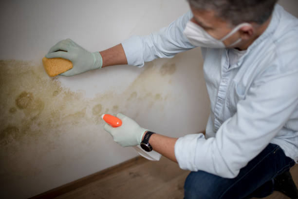 Best Fast Mold Removal  in Greens Farms, CT
