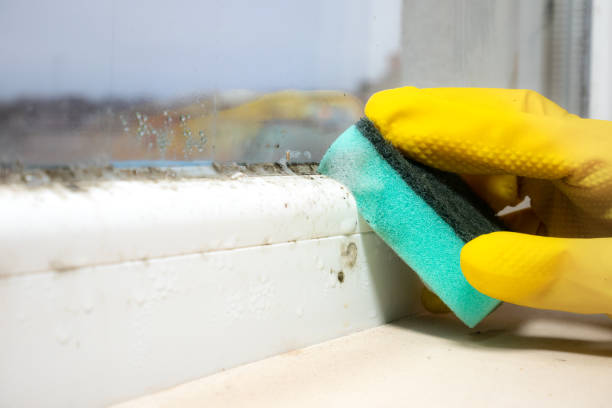 Office Mold Removal Services in Greens Farms, CT