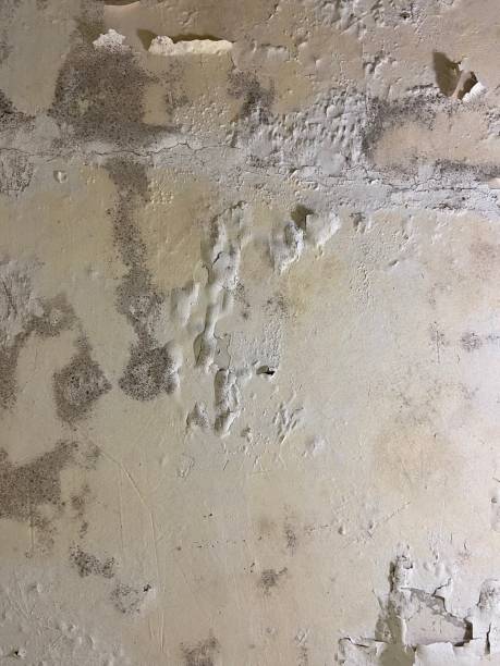 Best Home Mold Removal  in Greens Farms, CT