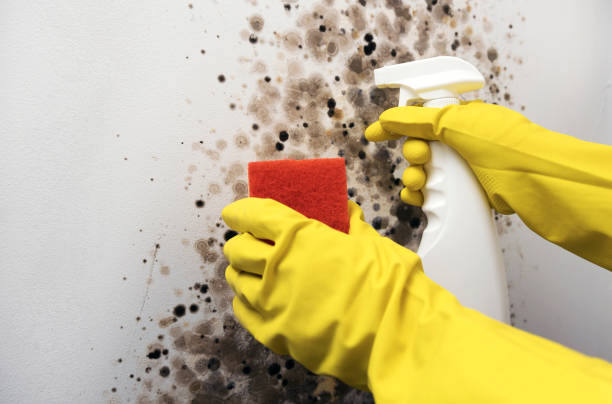 Professional Mold Removal in Greens Farms, CT